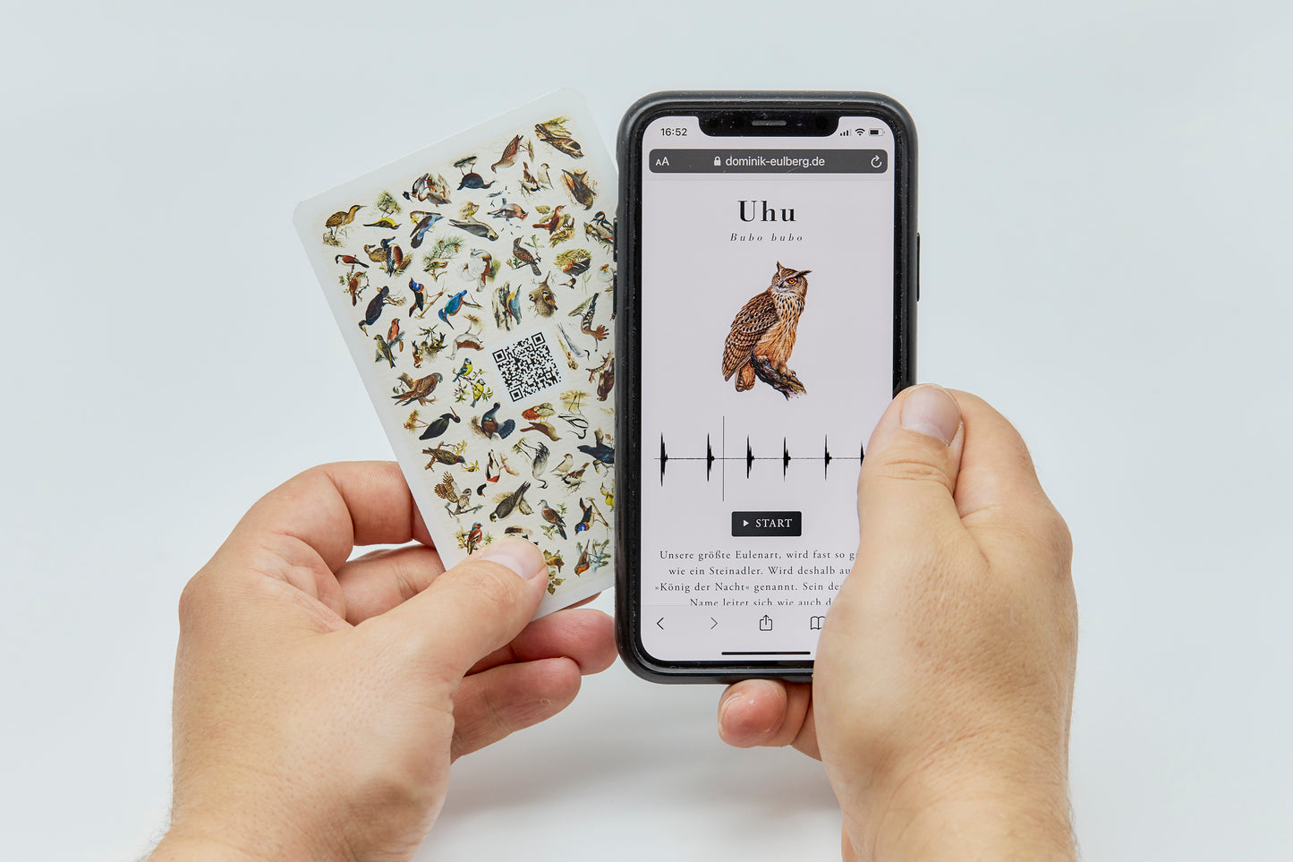 Fliegende Edelsteine – Das Vogelquartett