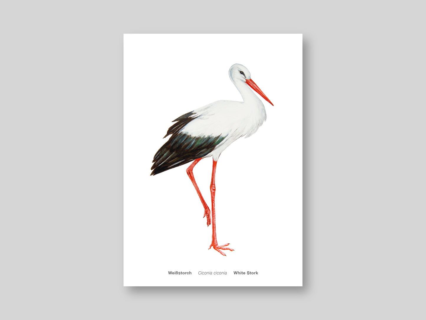 12-er Postkarten Set Avichrom