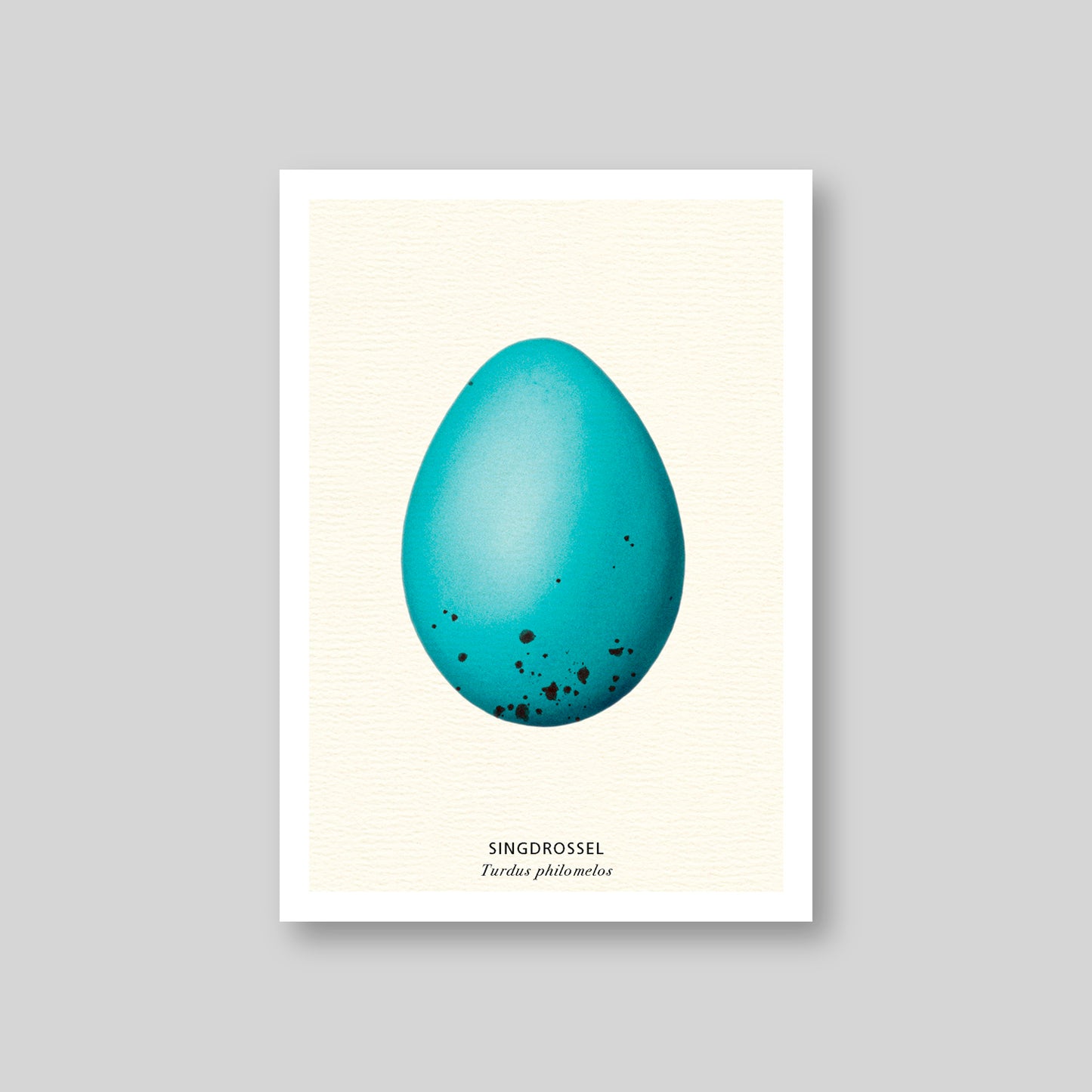 7-er Postkarten Set Vogeleier