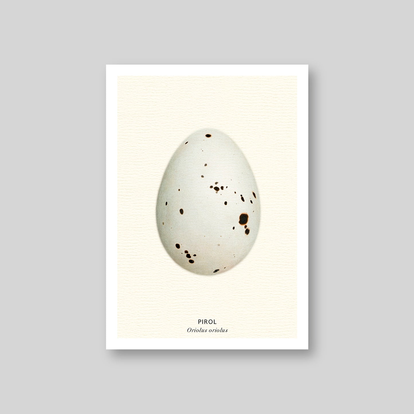 7-er Postkarten Set Vogeleier