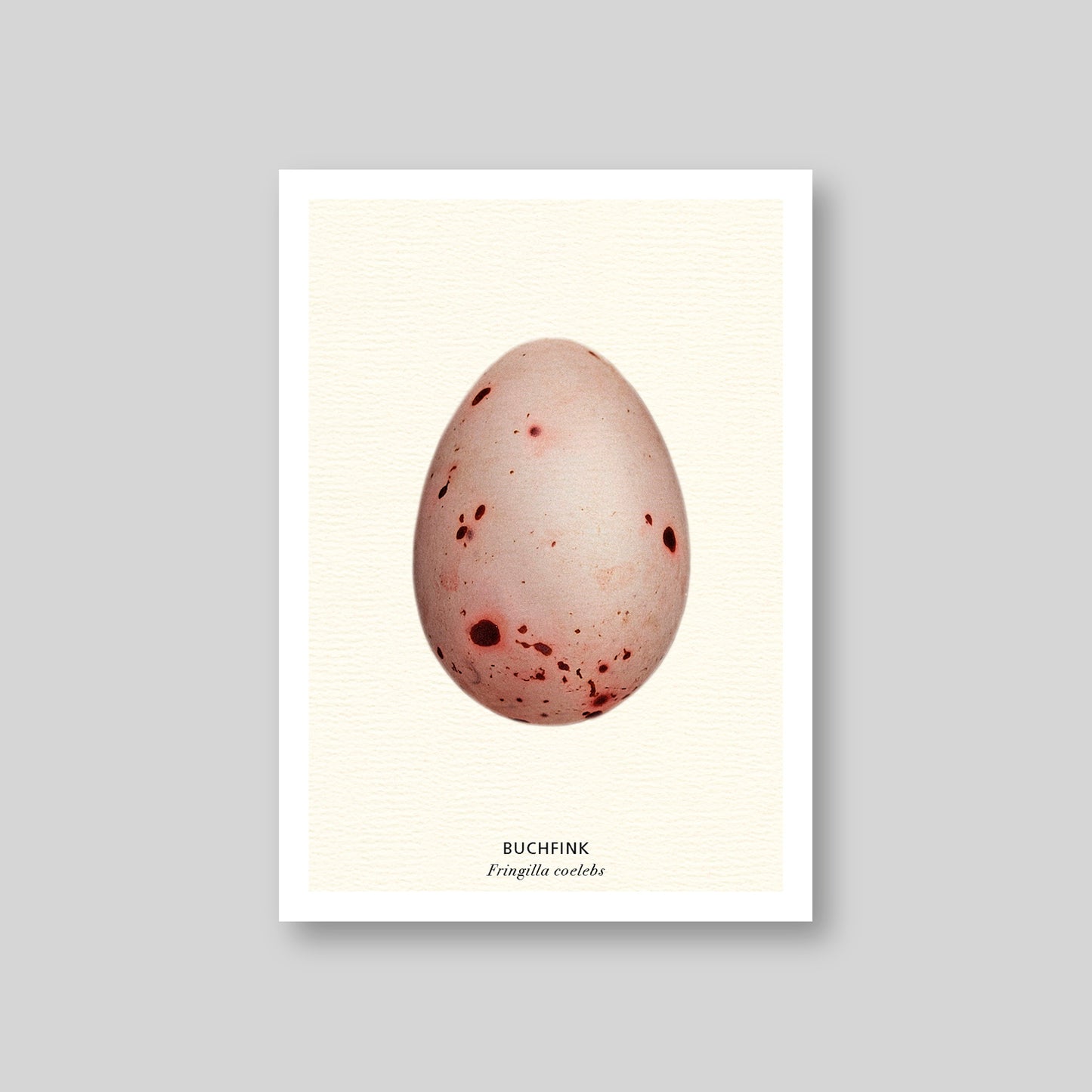 7-er Postkarten Set Vogeleier