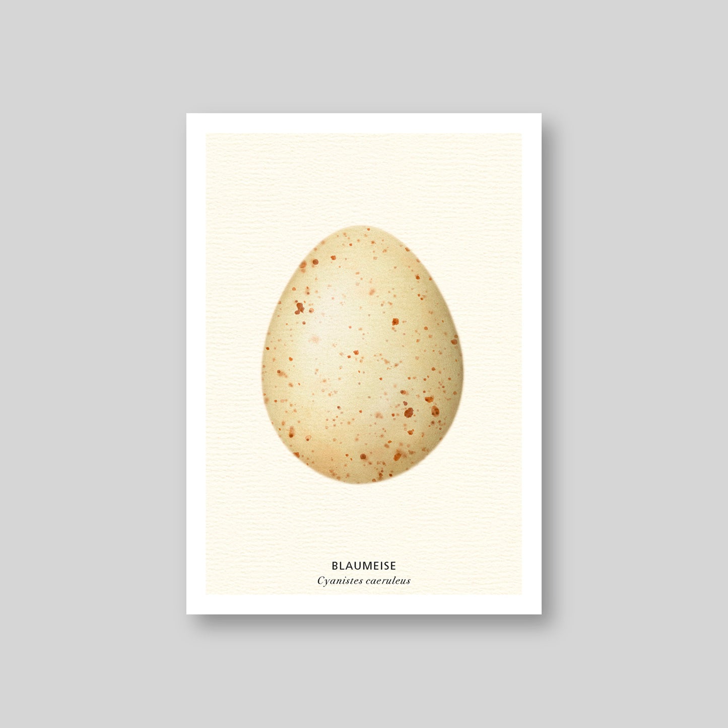 7-er Postkarten Set Vogeleier