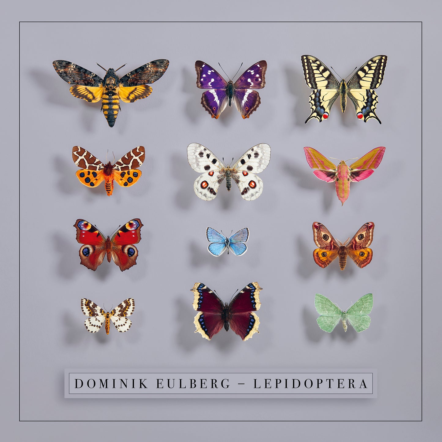 Lepidoptera LP - 2-fach Vinyl, Klappcover - VORBESTELLUNG